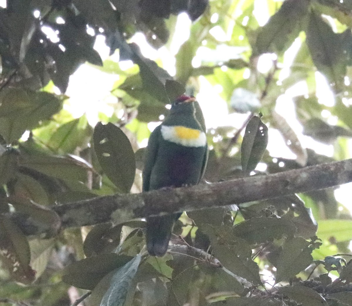 White-breasted Fruit-Dove - John Bruin