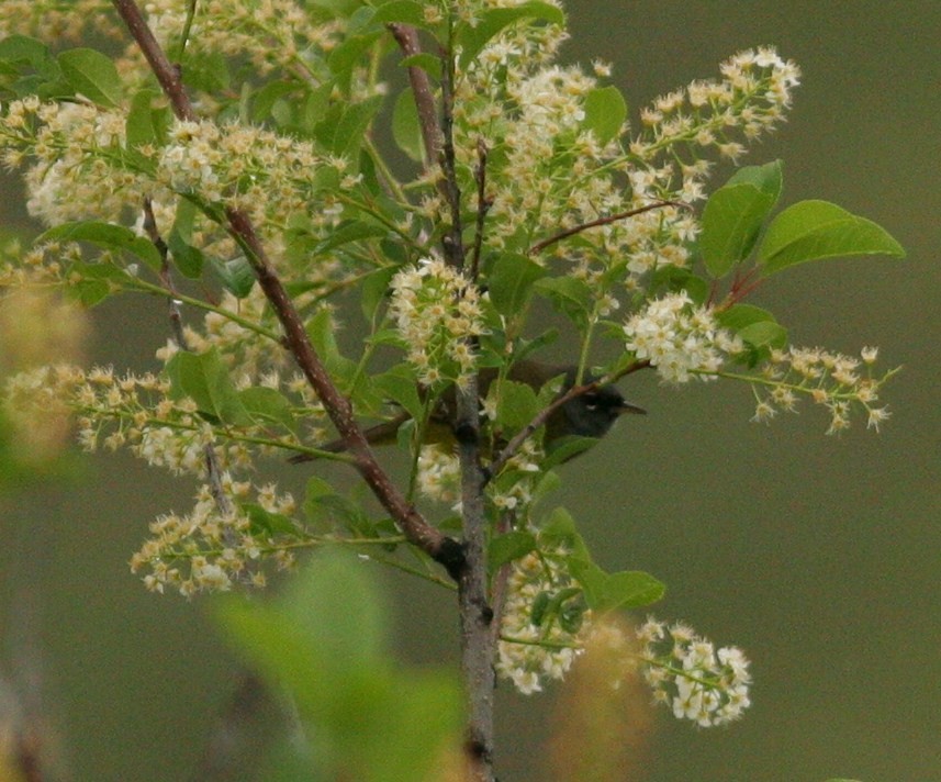 MacGillivray's Warbler - ML105612831