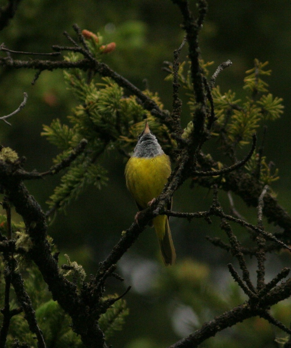 MacGillivray's Warbler - Matthew Bowman