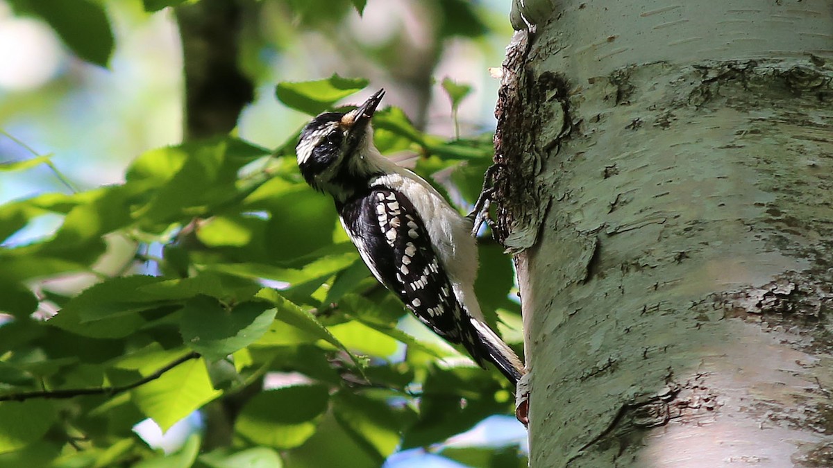 Hairy Woodpecker - ML105613021