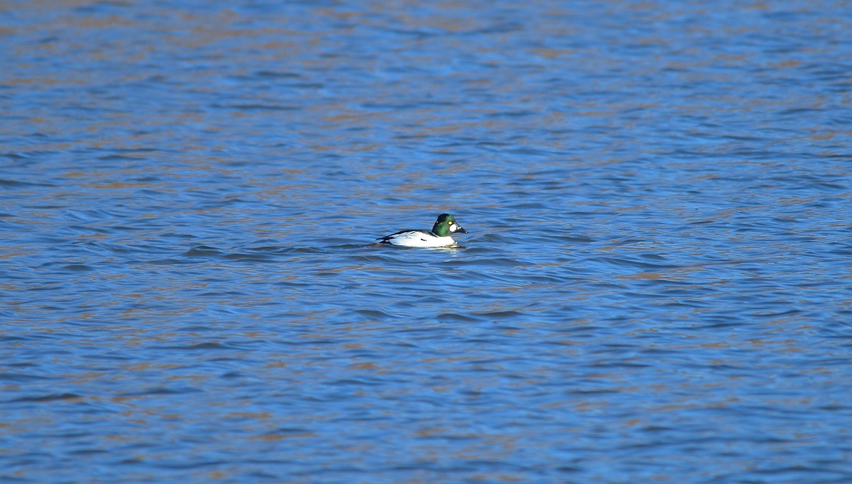 Common Goldeneye - ML105613121