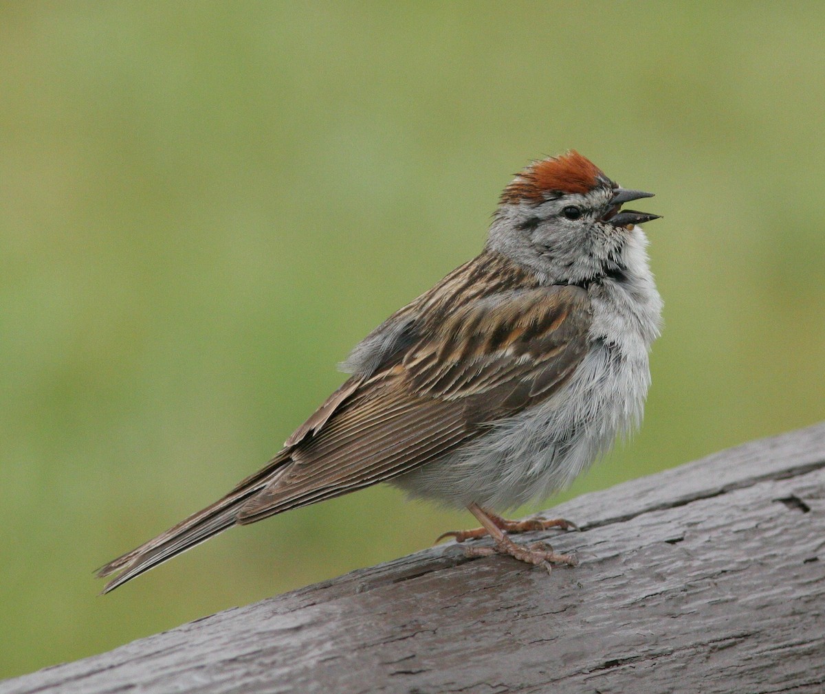 Chipping Sparrow - Matthew Bowman