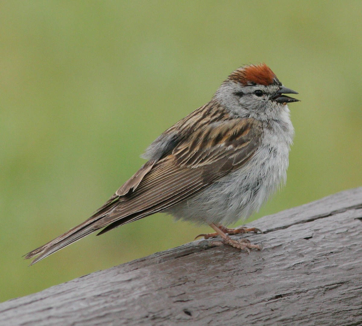 Chipping Sparrow - Matthew Bowman