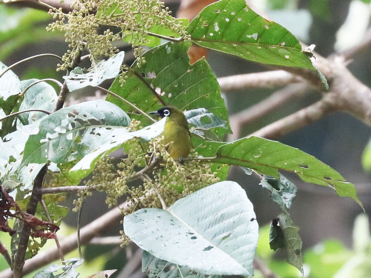 Capped White-eye - ML105613421