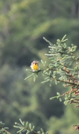 Eastern Meadowlark - ML105614721