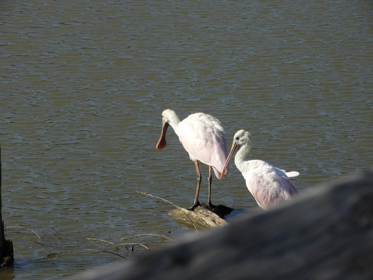 Roseate Spoonbill - ML105615761