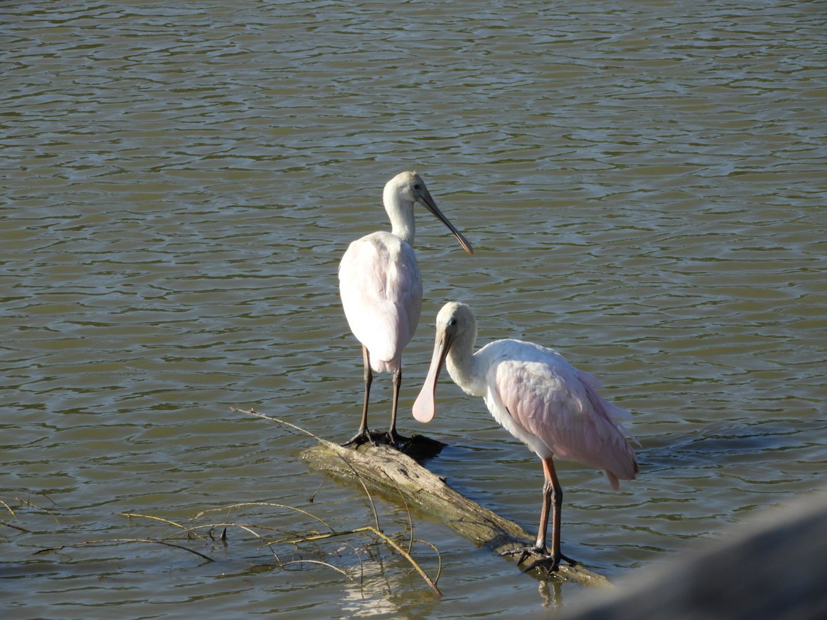Roseate Spoonbill - ML105615771