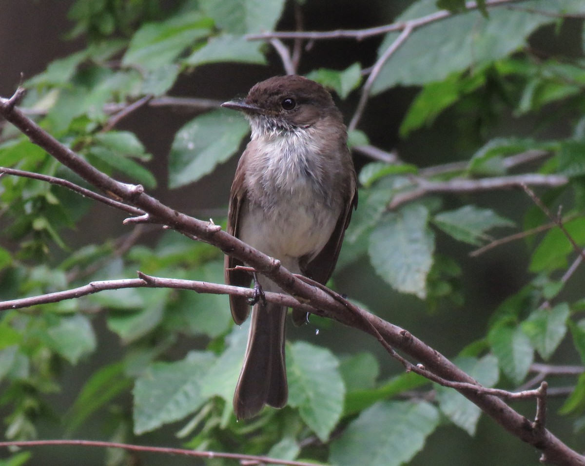 Eastern Phoebe - ML105616401