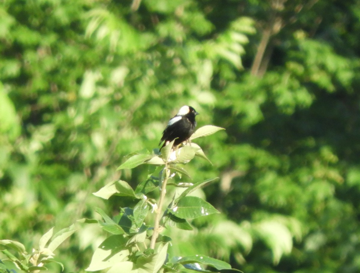 bobolink americký - ML105618611