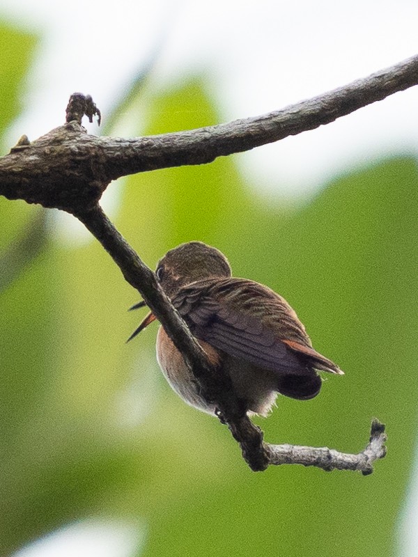 Scintillant Hummingbird - ML105622451