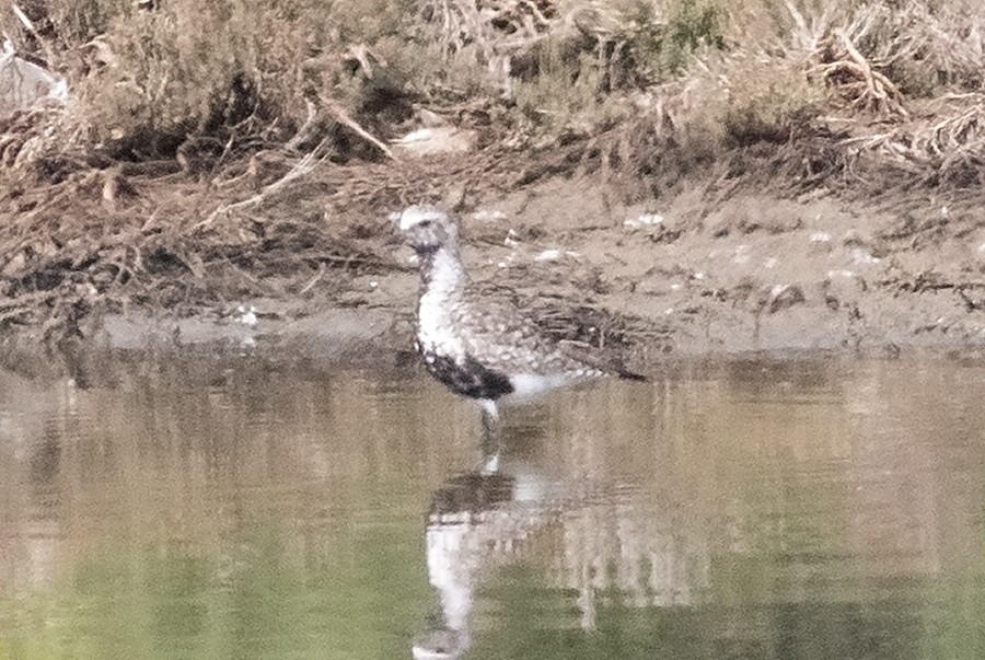 Black-bellied Plover - David Hird