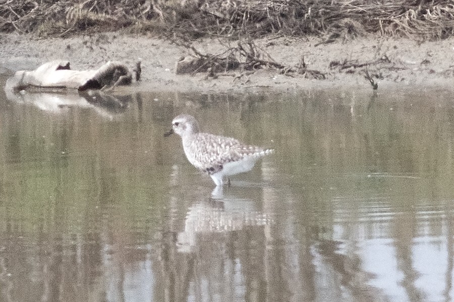 Black-bellied Plover - David Hird