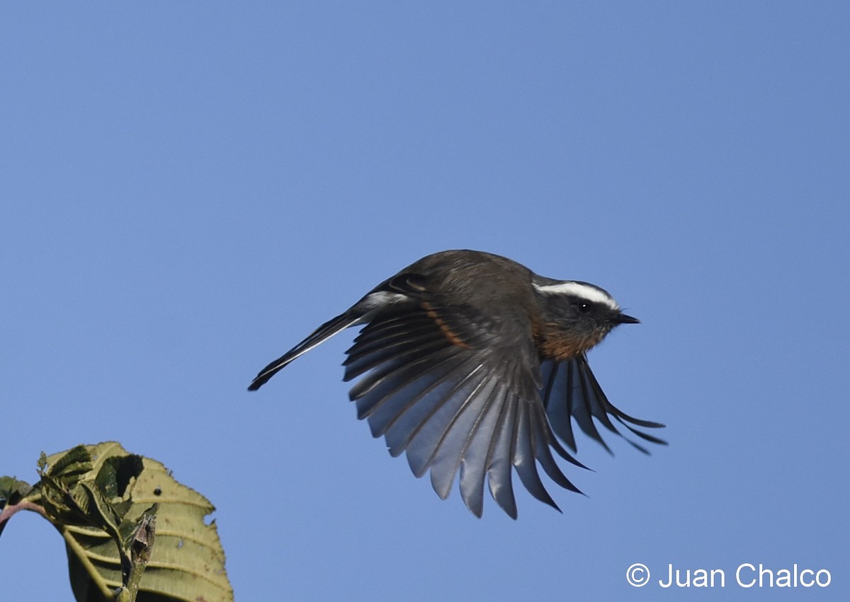 Rufous-breasted Chat-Tyrant - ML105622731