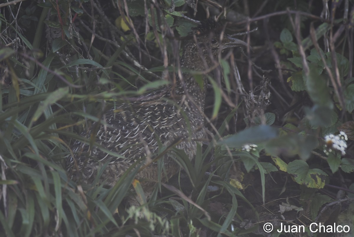 Tinamou de Taczanowski - ML105622901