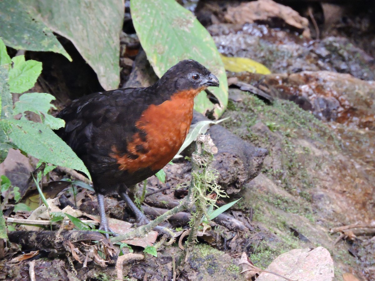 Dark-backed Wood-Quail - ML105623021