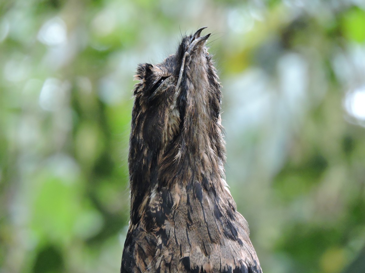 Common Potoo - ML105623081