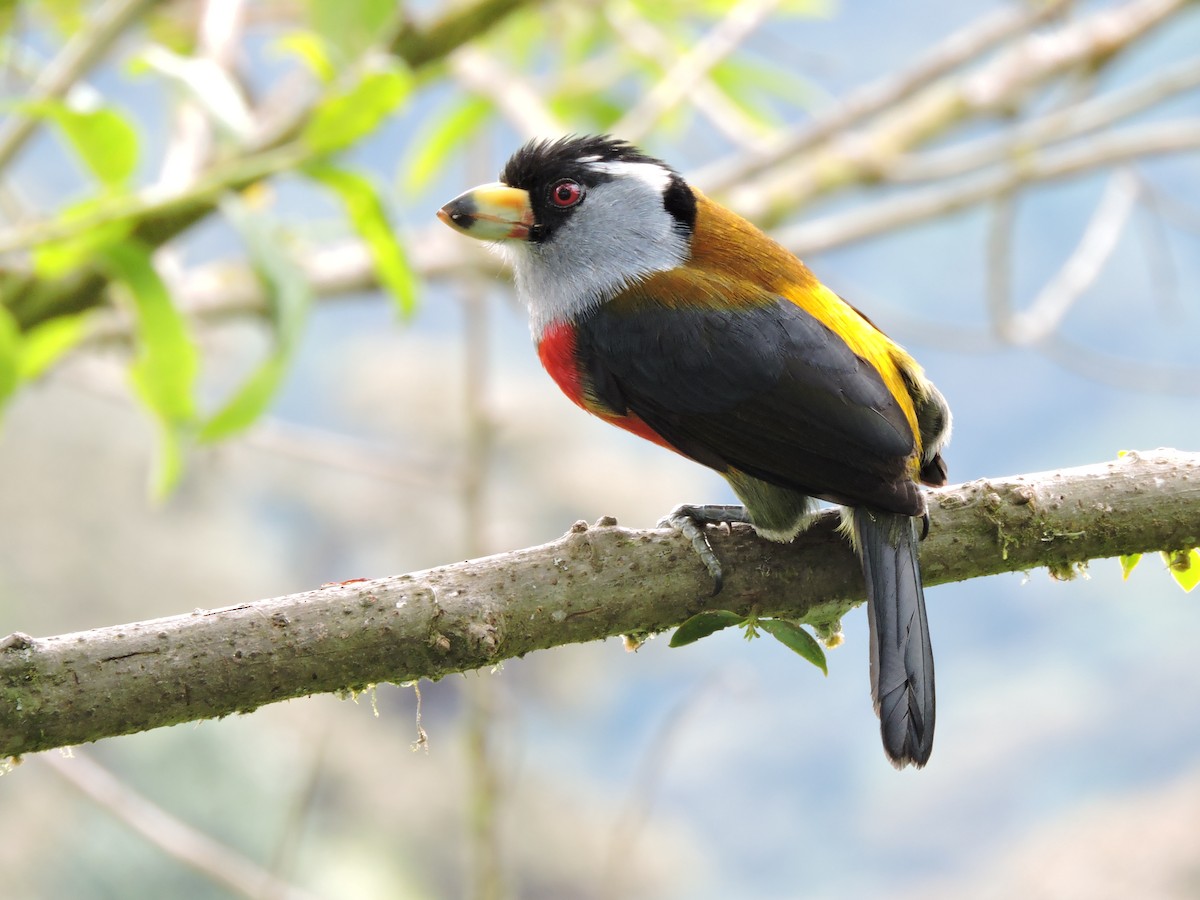 Toucan Barbet - Jack  Bushong