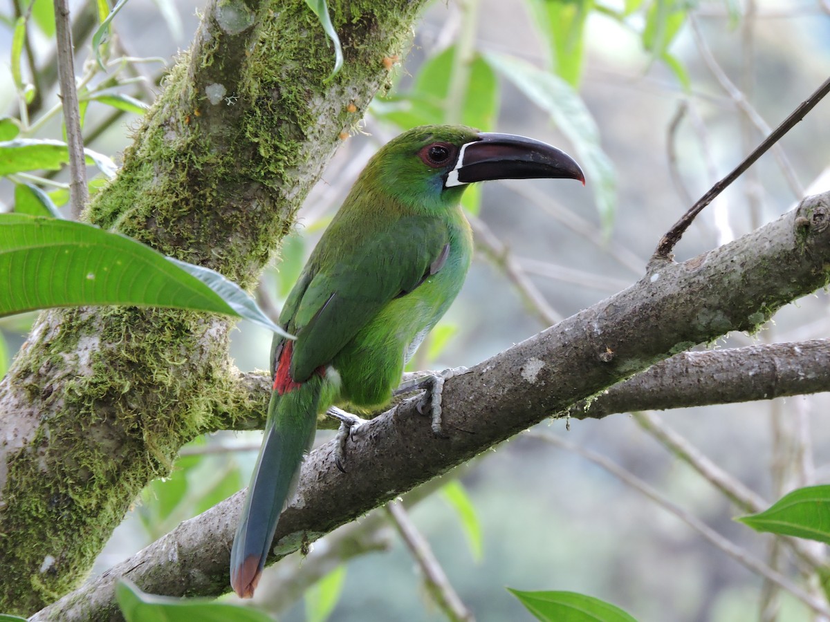 Toucanet à croupion rouge - ML105623261