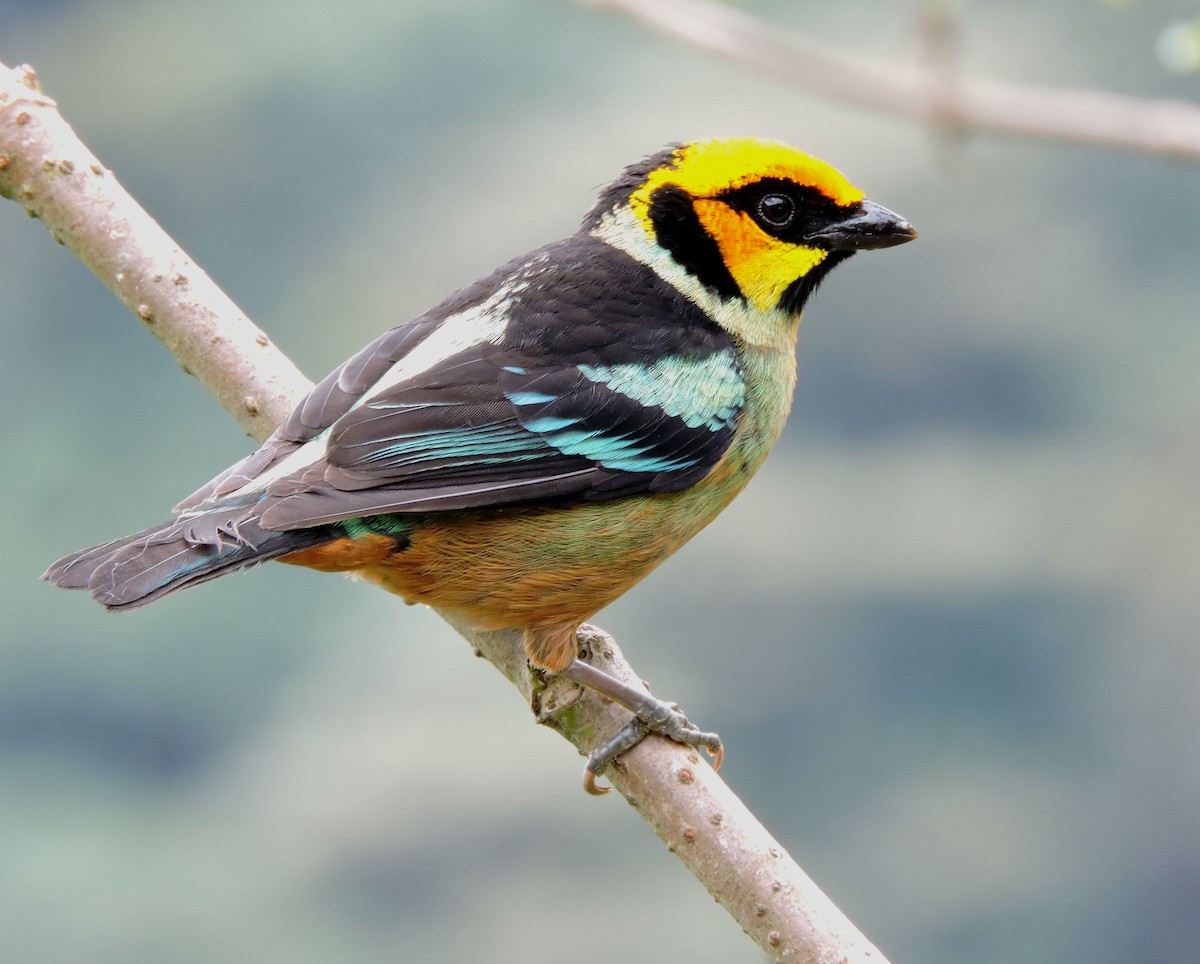 Flame-faced Tanager - Jack  Bushong