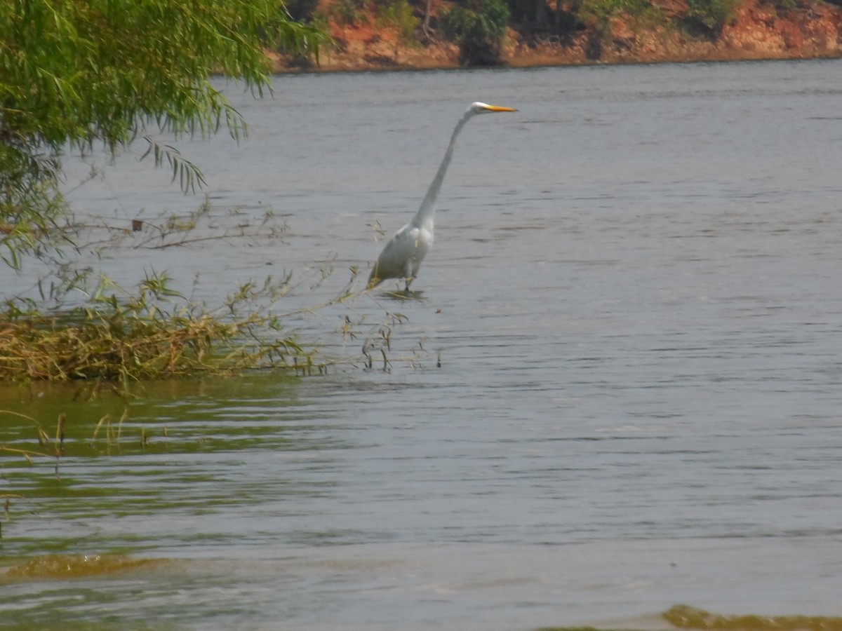 Great Egret - ML105623431