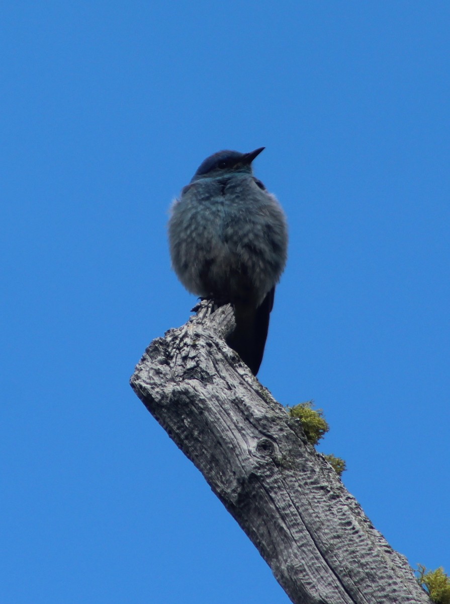 Mountain Bluebird - ML105623601