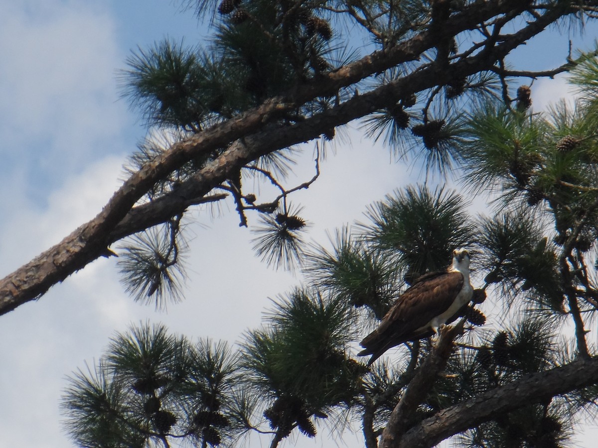 Osprey - ML105623651