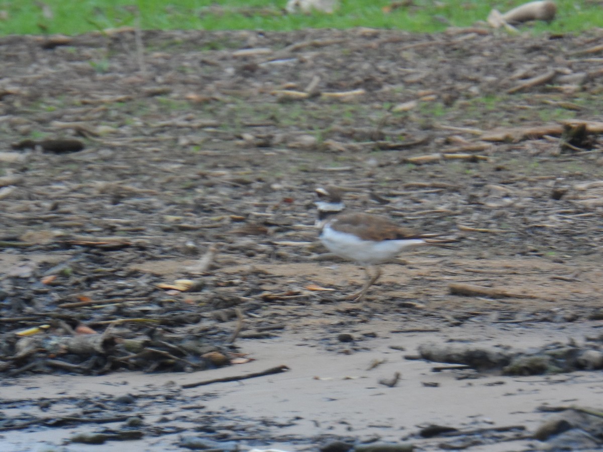 Killdeer - ML105623691