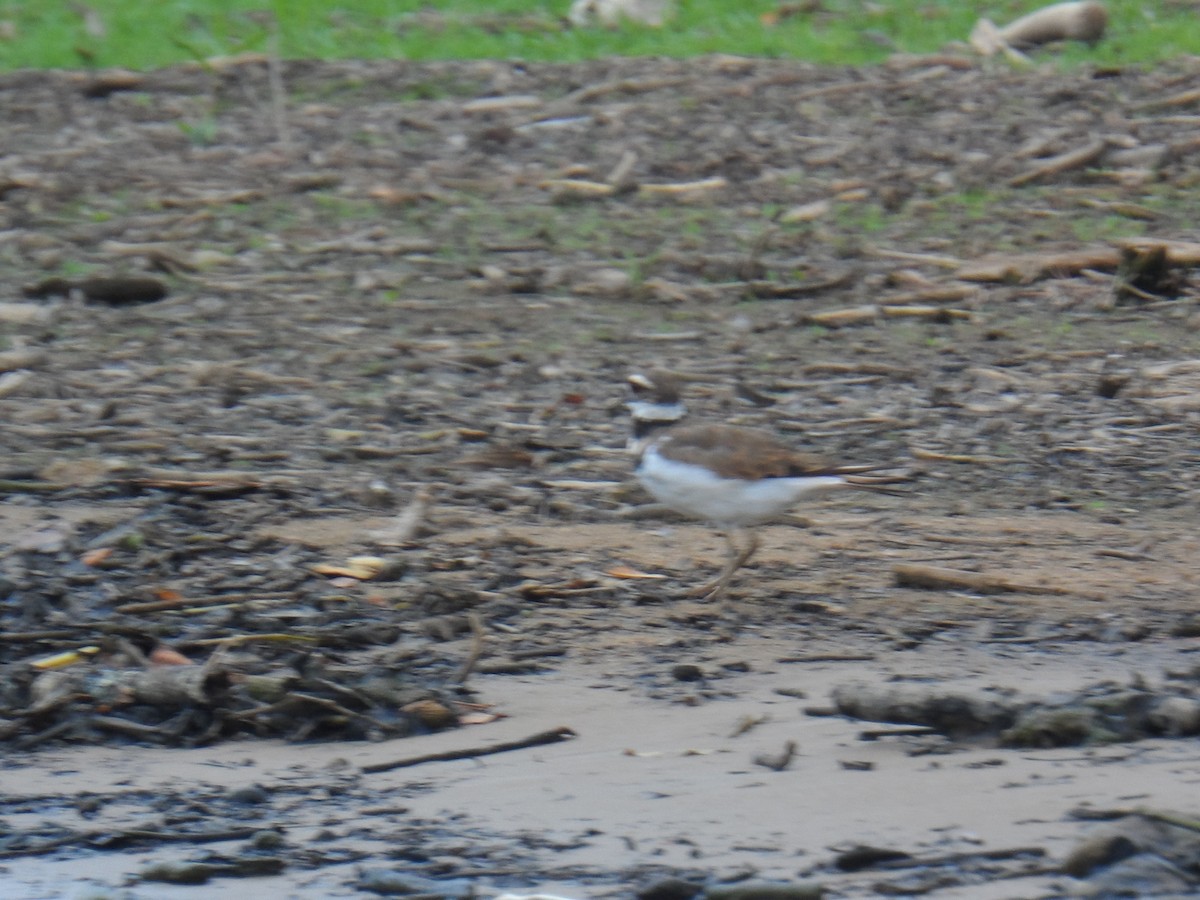 Killdeer - ML105623691