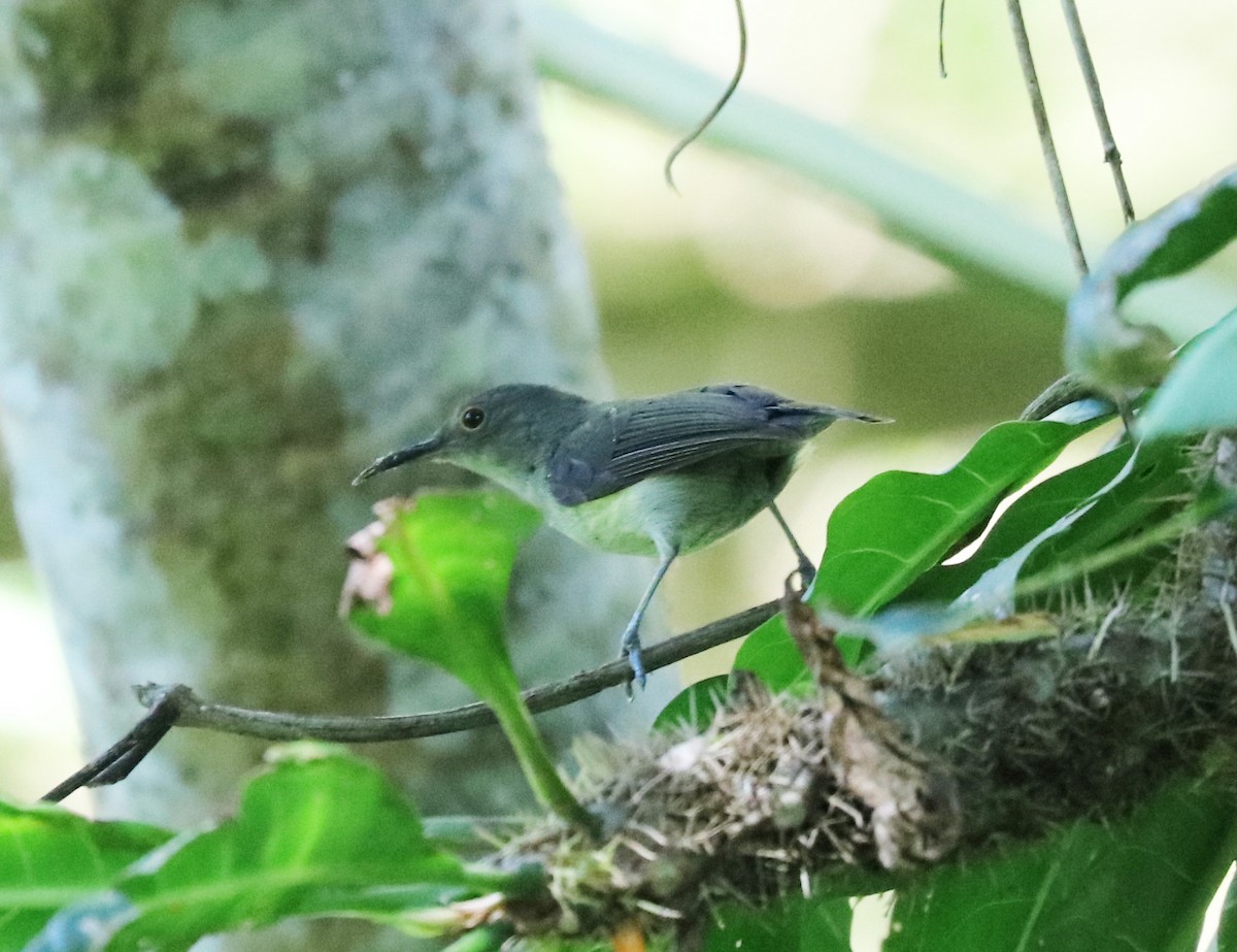 Spectacled Longbill - John Bruin