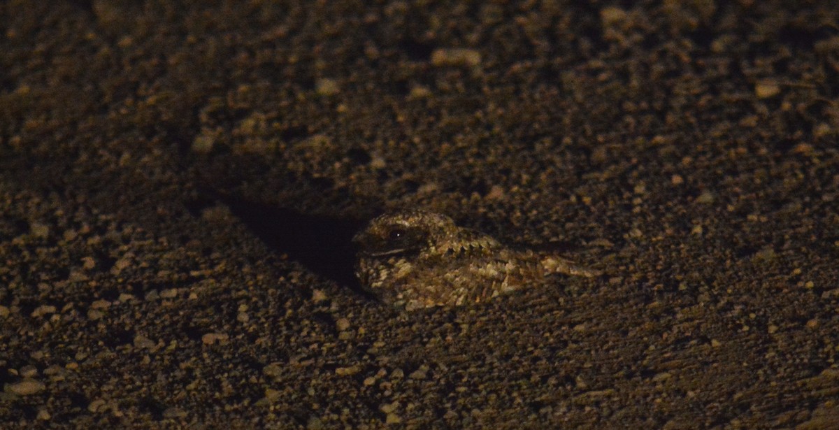 Common Poorwill - Mark  Ludwick