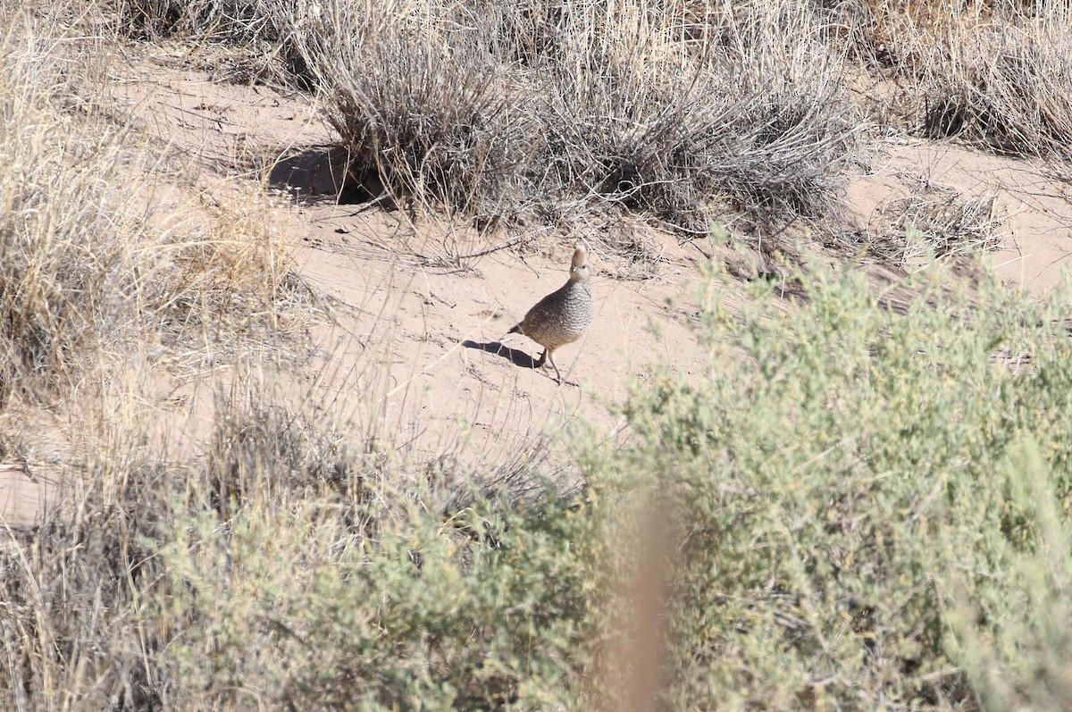 Scaled Quail - Andy Bridges