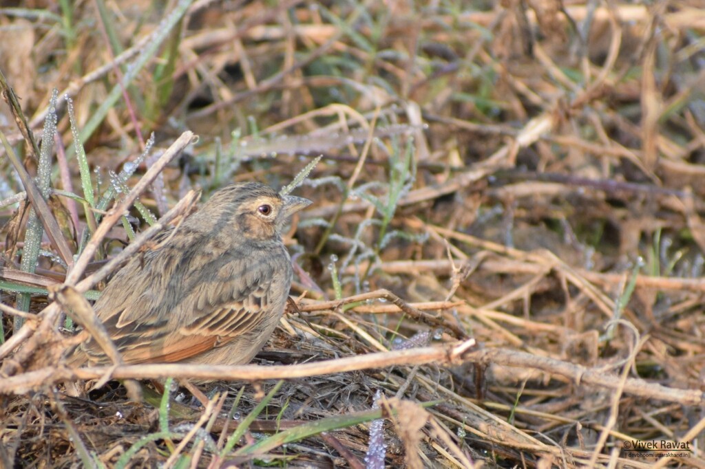 Bengal Bushlark - ML105624961