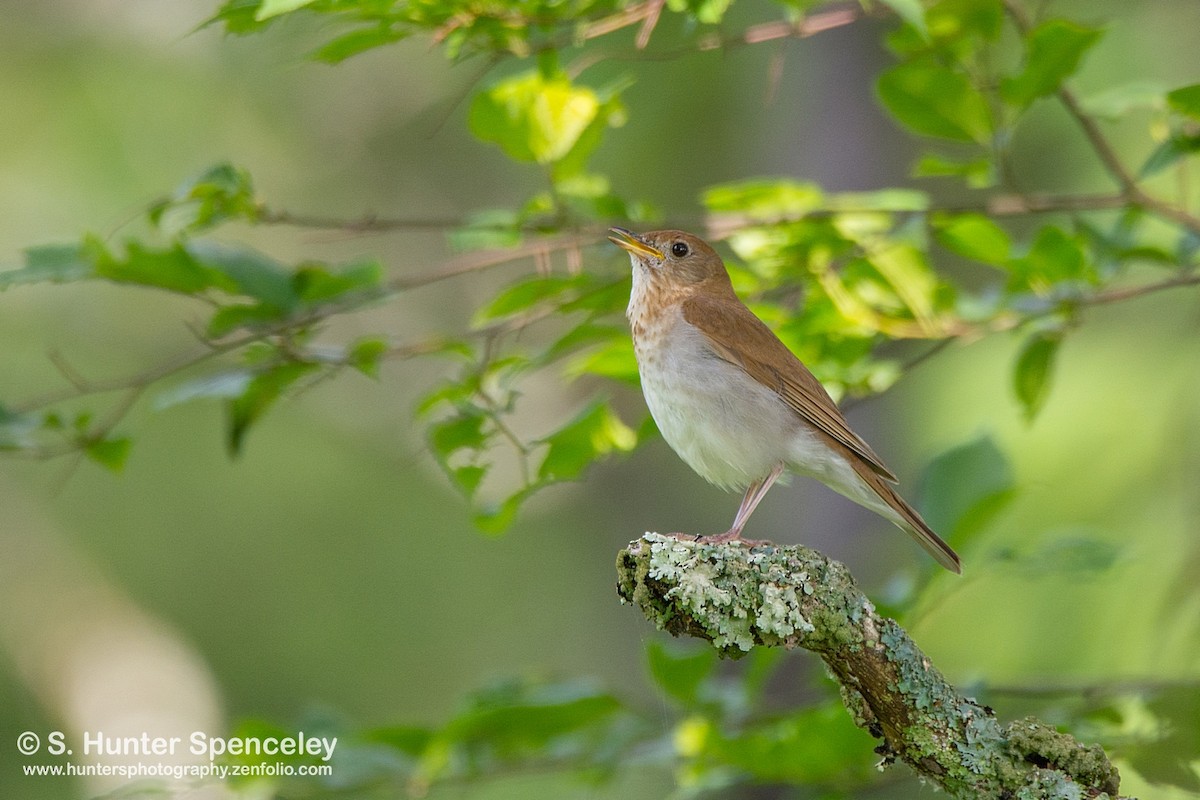 Veery - ML105627621