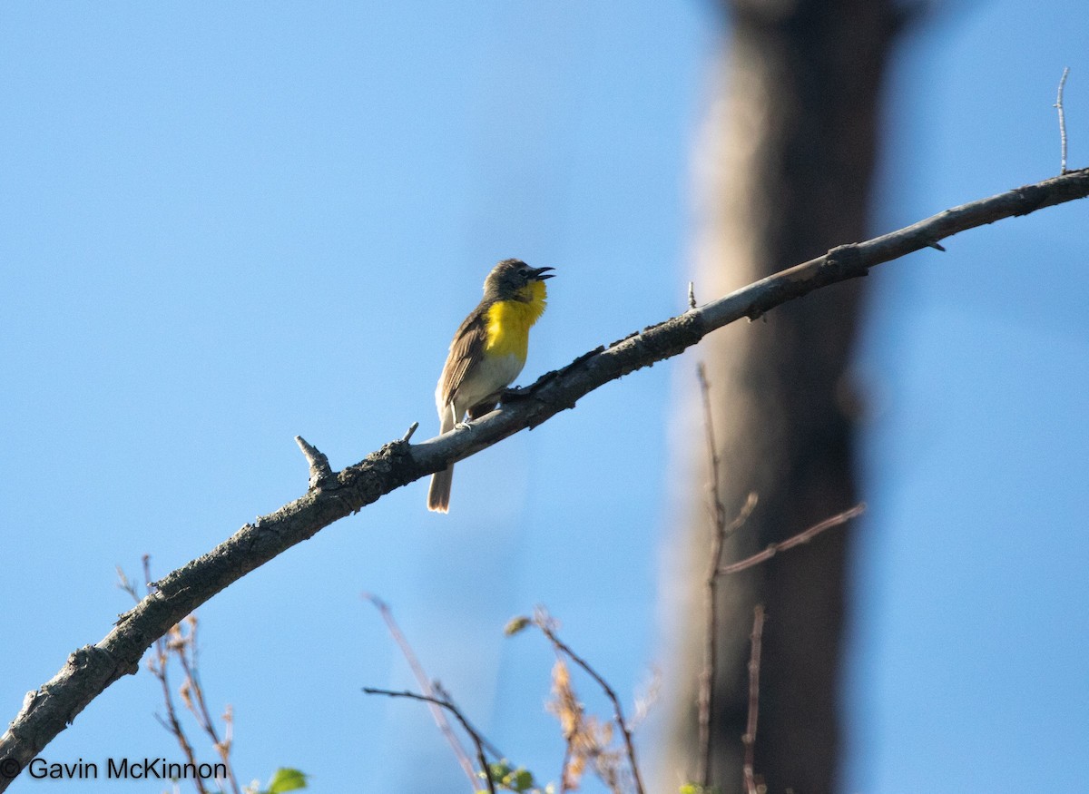 Yellow-breasted Chat - ML105629911