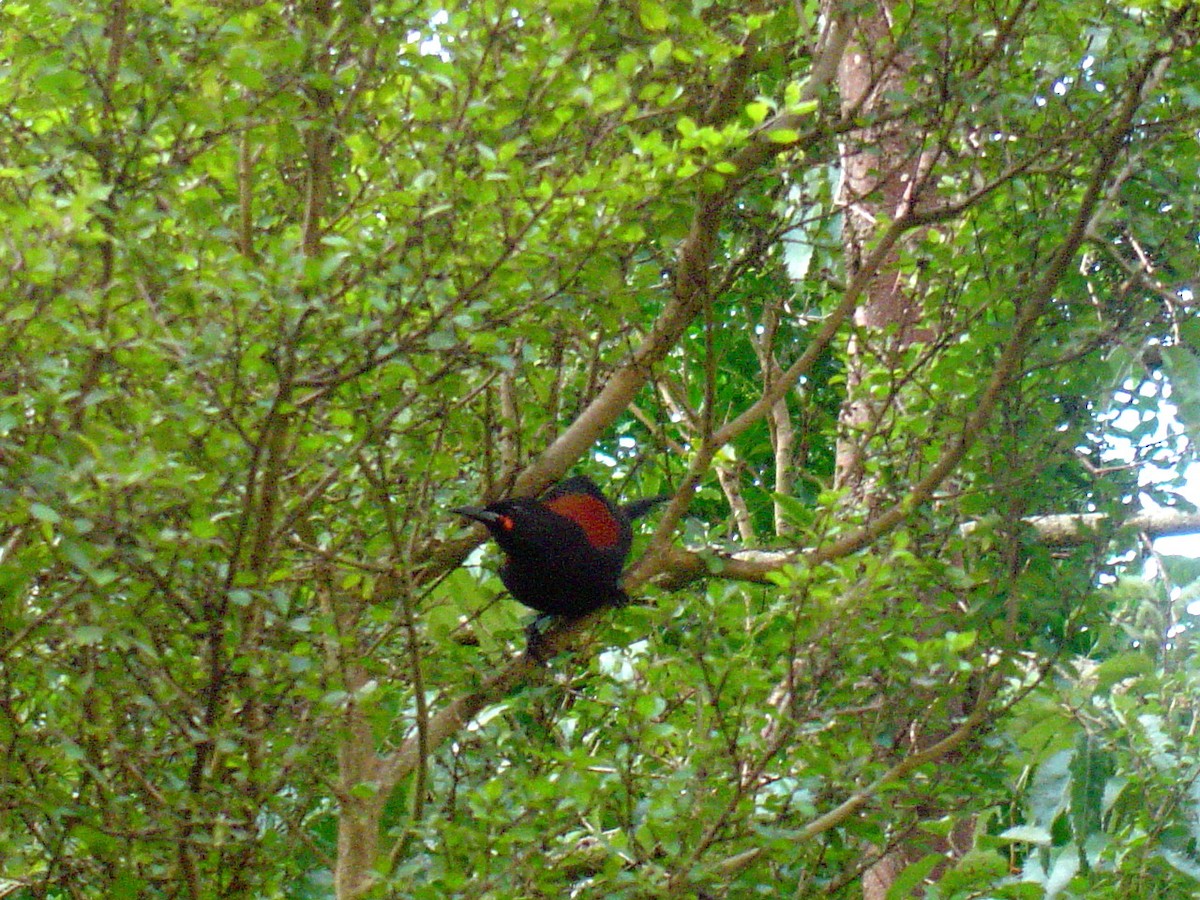 North Island Saddleback - ML105630011