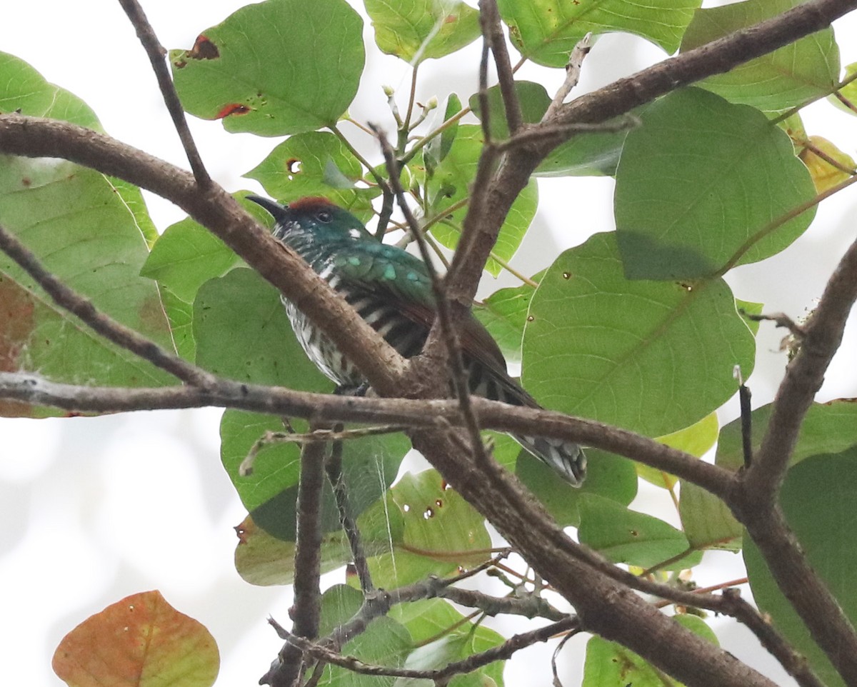 White-eared Bronze-Cuckoo - ML105630541