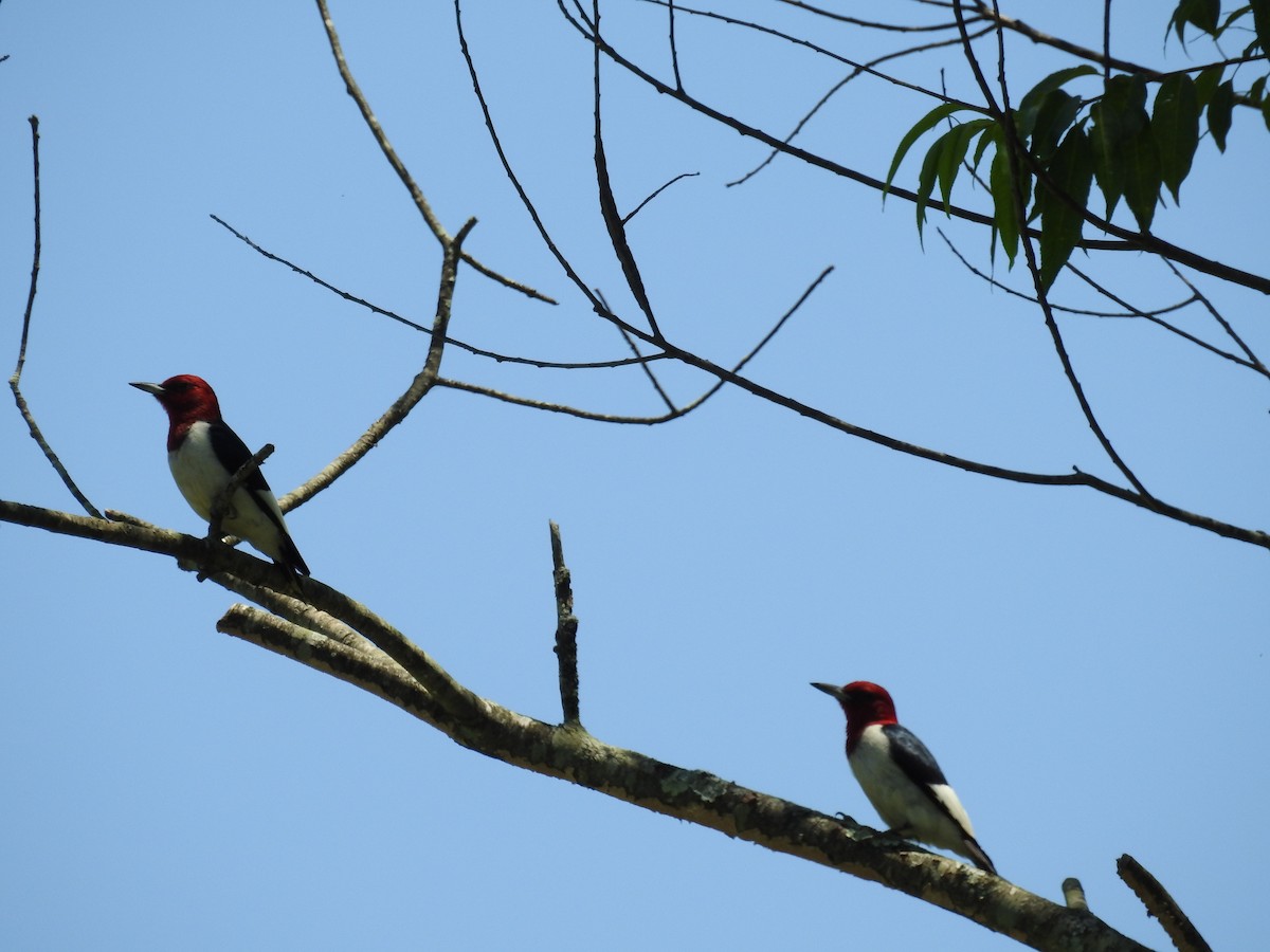 Red-headed Woodpecker - ML105632001