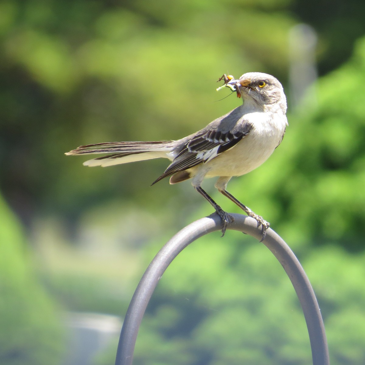 Northern Mockingbird - Vikki Jones