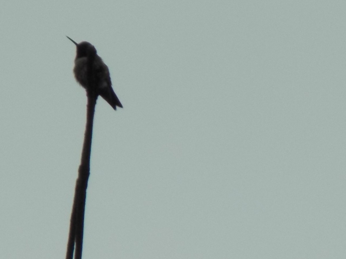 Ruby-throated Hummingbird - ML105632531