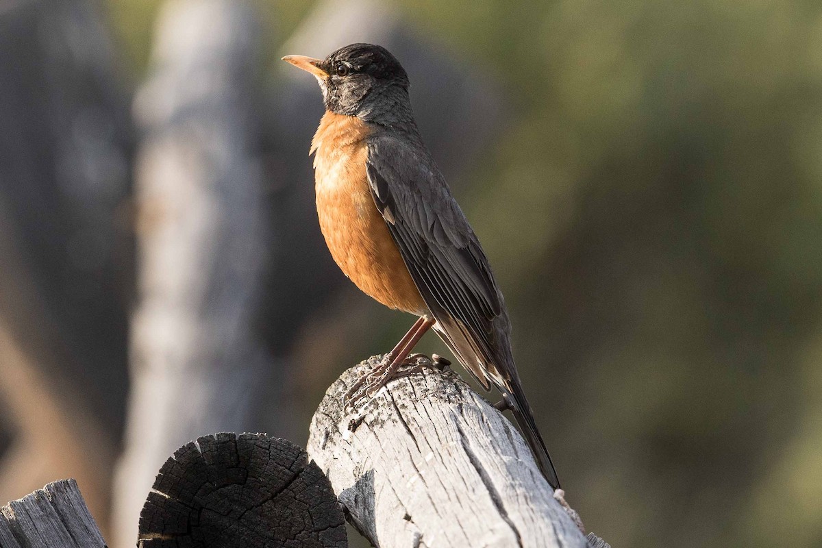 American Robin - Eric VanderWerf