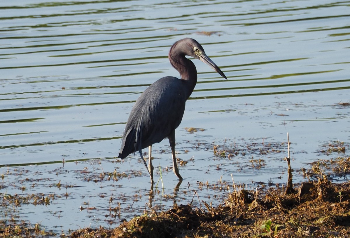 Little Blue Heron - ML105633211