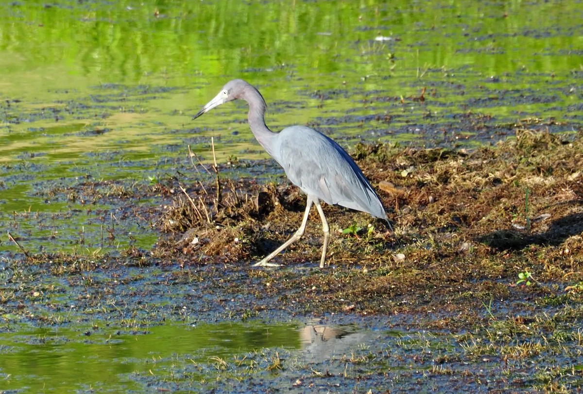 Little Blue Heron - ML105633231