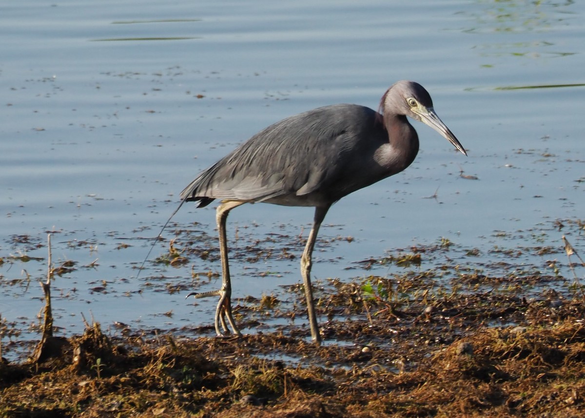 Little Blue Heron - ML105633241