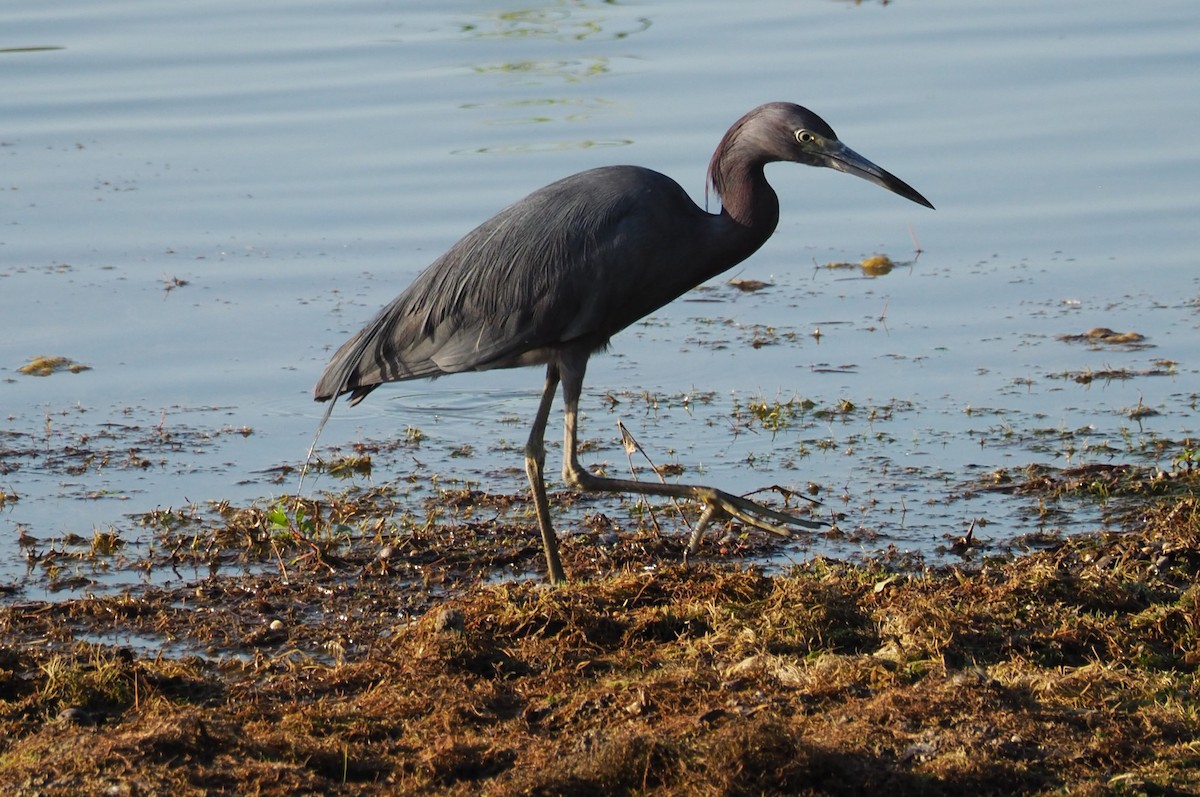 Little Blue Heron - ML105633251
