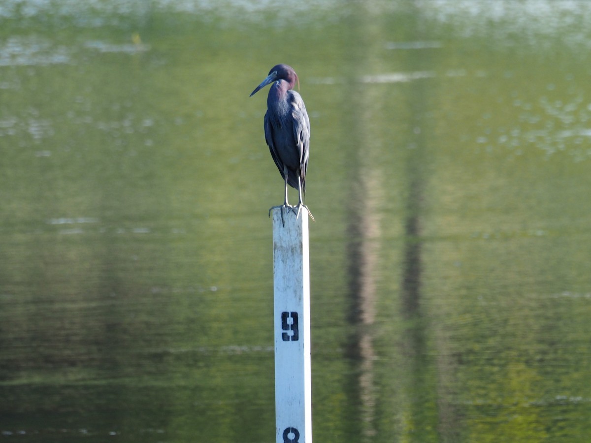 Little Blue Heron - ML105633261