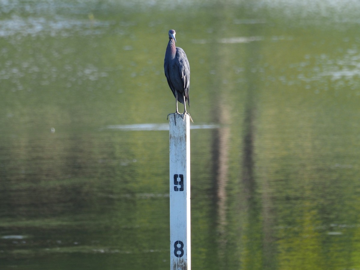 Little Blue Heron - ML105633271