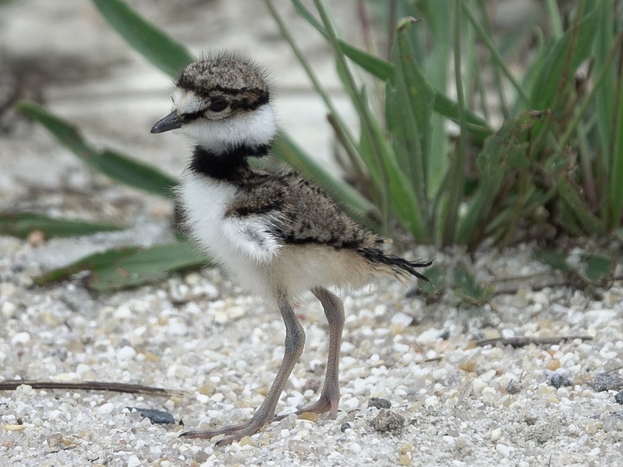 Killdeer - Mary Catherine Miguez