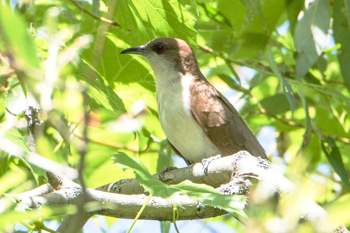 Black-billed Cuckoo - ML105635891