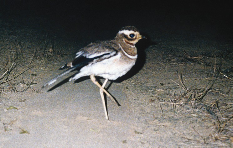 Jerdon's Courser - ML105636831