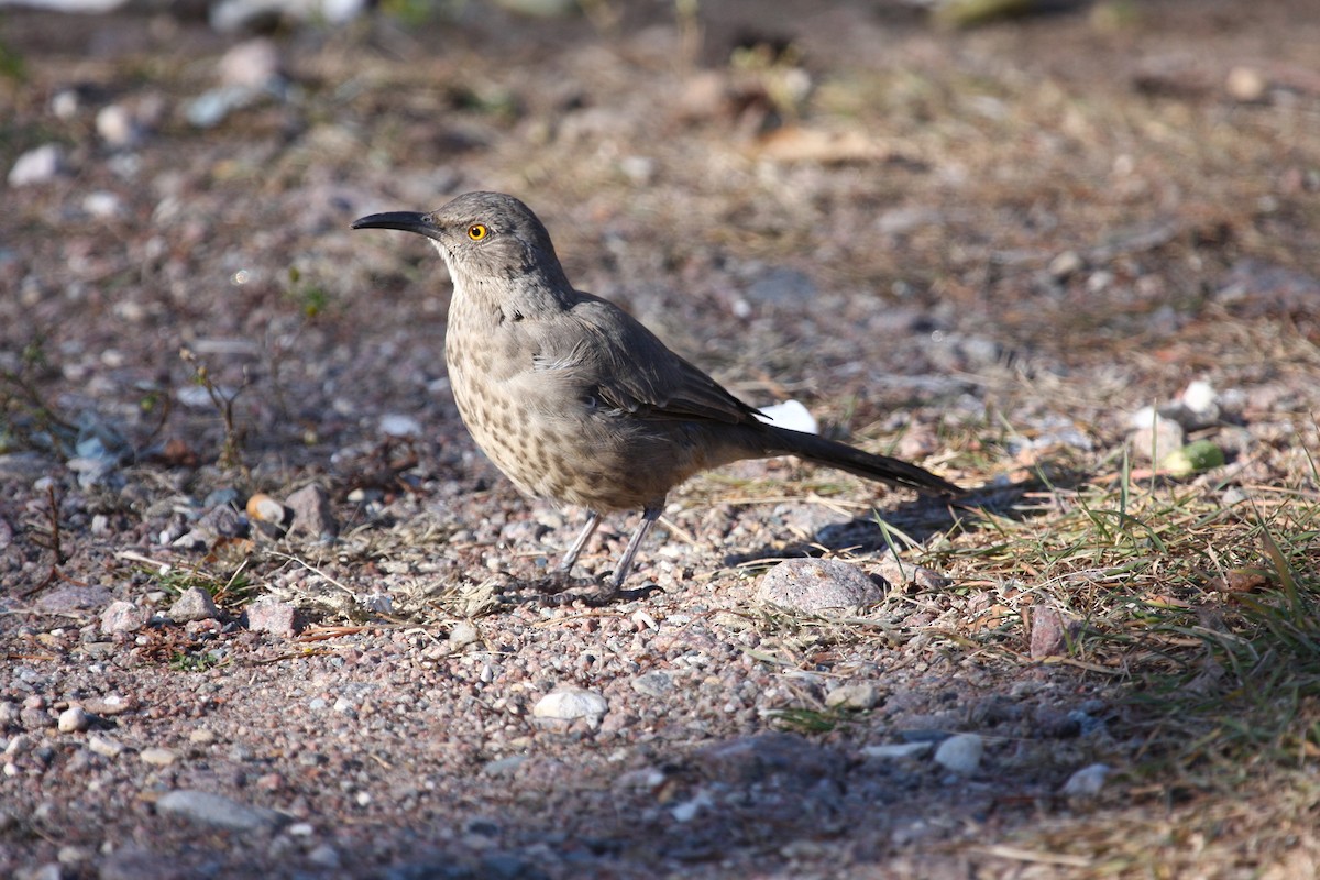 Curve-billed Thrasher - ML105638611